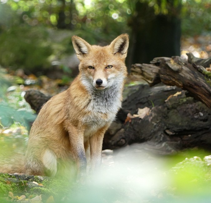 Tierpark Lange Erlen Riehen Basel Kinder