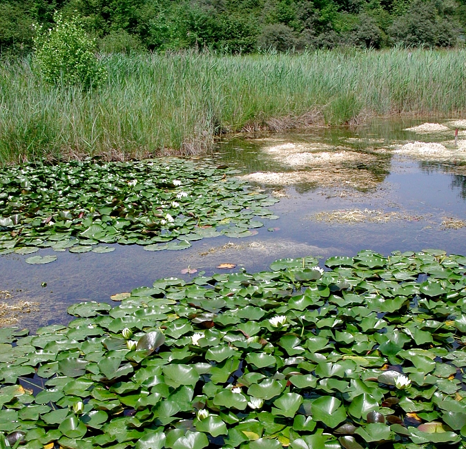 Petite Camargue Region Riehen